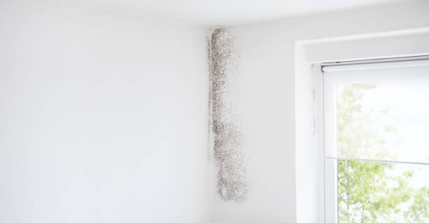 Best Water Damage & Mold Remediation  in Southgate, KY
